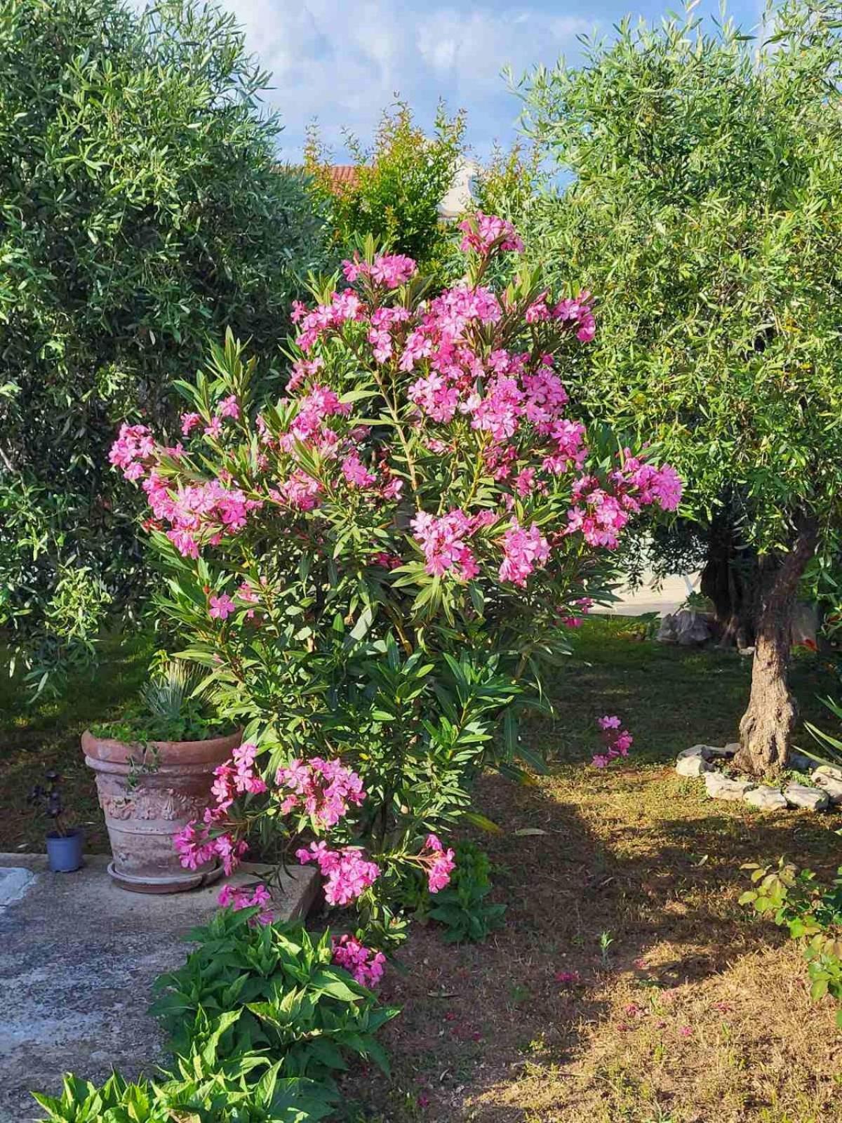 Olive Grove Apartment Vodice Exterior foto